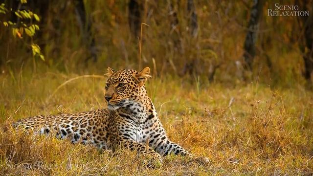 Дикие животные Африки .mp4 смотреть онлайн