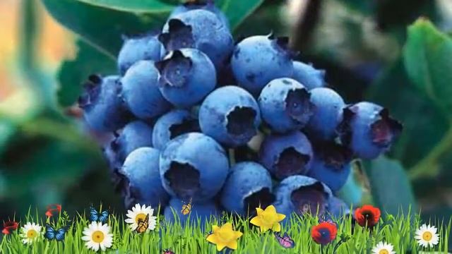 Голубика высокорослая Блюголд ? Обзор: посадка и уход. саженцы голубики: описание и особенности смотреть онлайн