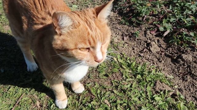 Дача. Работы в октябре. Как хранить морковь Как бороться со слизнями смотреть онлайн