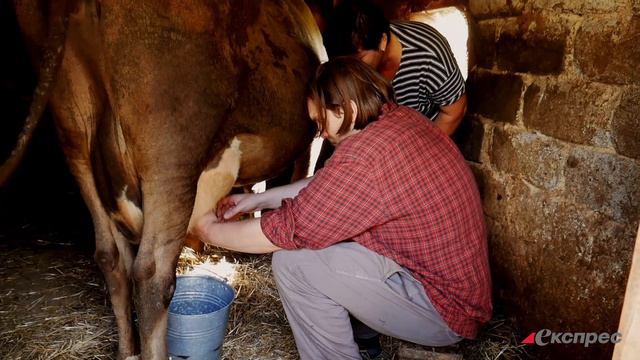 Уродженець Нью-Йорка вперше в житті доїть корову в українькому селі смотреть онлайн