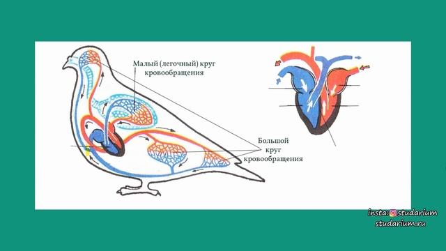 Класс птицы. Ароморфозы. Голубь. Отряды птиц. Лекция и разбор заданий от Юрия Беллевича смотреть онлайн