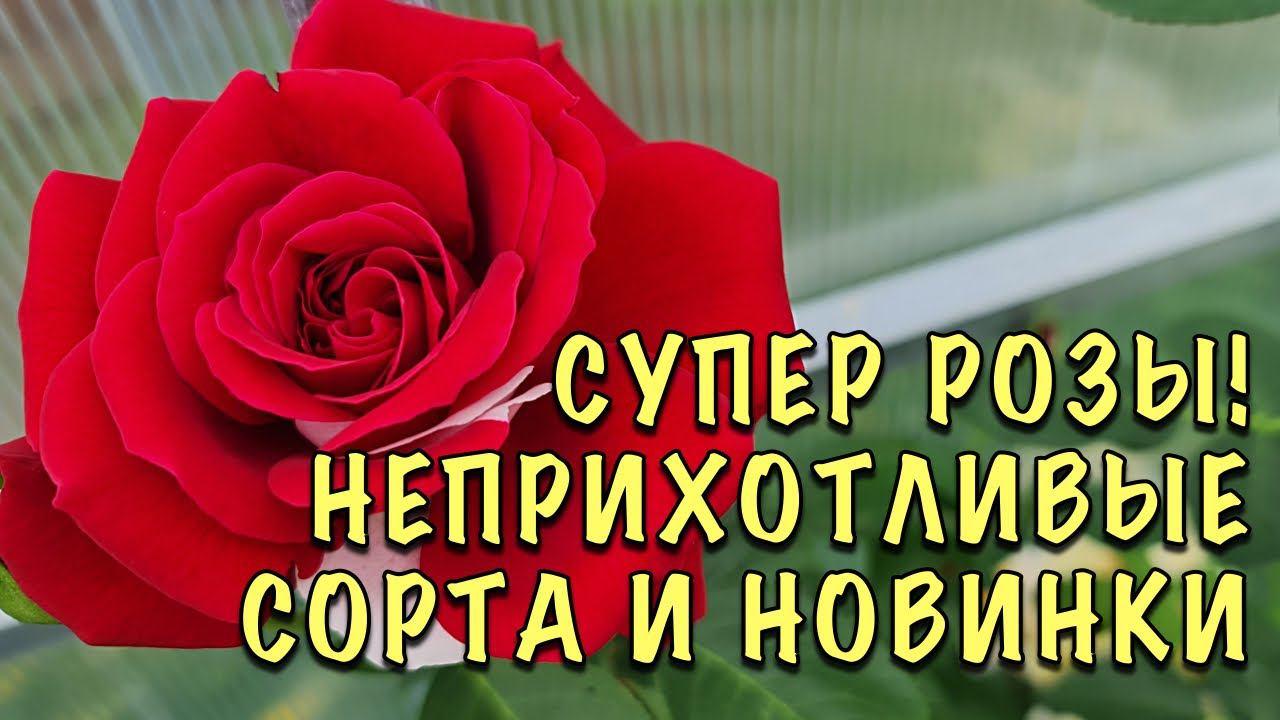 Во ВСЮ ЦВЕТУТ РОЗЫ! Показываю НЕПРИХОТЛИВЫЕ сорта и СУПЕР НОВИНКИ смотреть онлайн