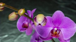 Распускающиеся цветы: два часа красоты