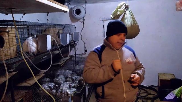 Как мы кормим наших кроликов(корм PURINA)