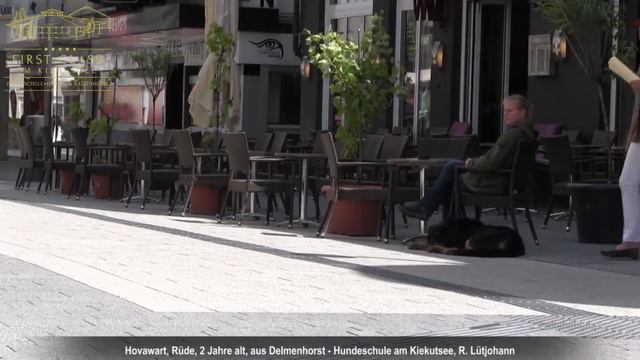 Hovawart Erziehung ✅ Video nach der Hundeschule смотреть онлайн
