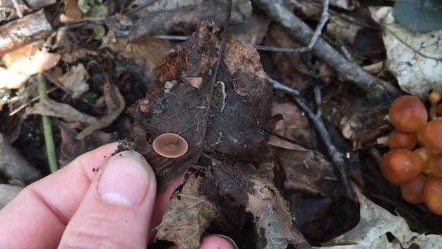 ГРИБЫ В АПРЕЛЕ. Поход в лес 04.04.2018 смотреть онлайн