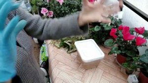 Черенкование бегонии беллеконии.