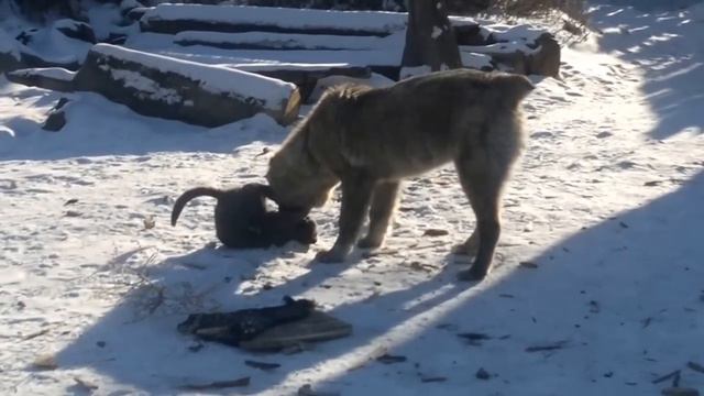 Кошка против собаки))))))))Смотреть!!!!! смотреть онлайн