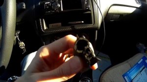 Скрипы и хрусты торпеды ПОЛО СЕДАН