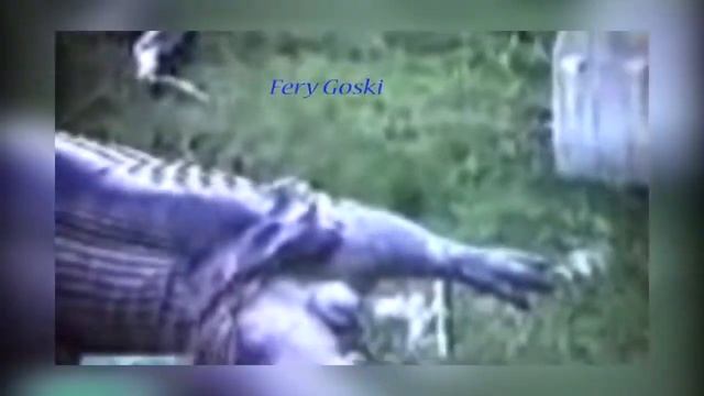 Python Eats and Swallows Hippo ! смотреть онлайн