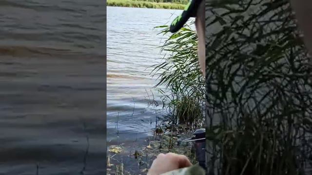 Краснопёрка! смотреть онлайн