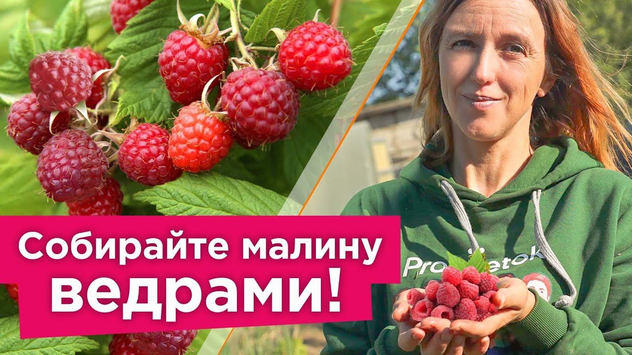 ЧТОБЫ БЫЛО МНОГО СЛАДКОЙ И КРУПНОЙ МАЛИНЫ БЕЗ ЧЕРВЯКОВ, сделайте это во время цветения и налива ягод смотреть онлайн