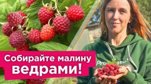 ЧТОБЫ БЫЛО МНОГО СЛАДКОЙ И КРУПНОЙ МАЛИНЫ БЕЗ ЧЕРВЯКОВ, сделайте это во время цветения и налива ягод