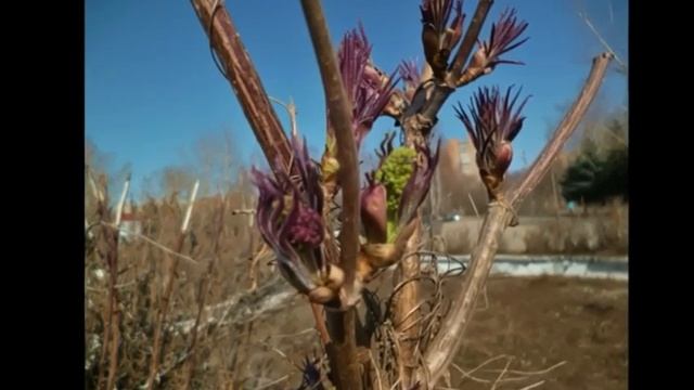 Мне снился день Музыка и фото В Пушкарёвой, слова Т Толстой, аранжировка А Иванова смотреть онлайн