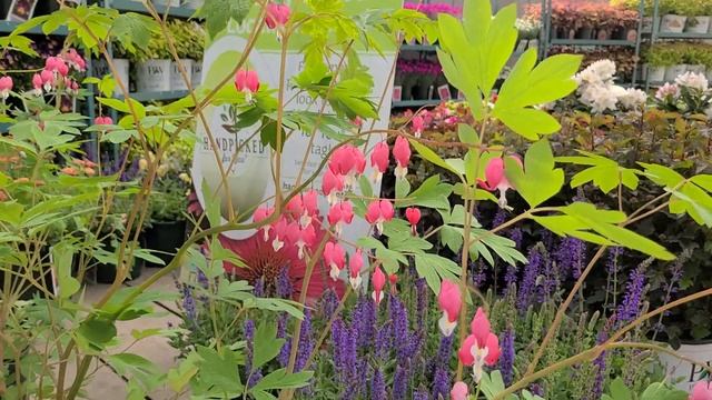 Dicentra Spectabilis (Old Fashioned Bleeding Heart)❤️❤️// A Hardy, Tough, Tenacious, Elegant BEAUTY