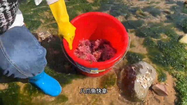 海上風浪連續多天不停，漂亮的珊瑚草被吹上岸，牛牛來撿了兩桶！ 【牛牛趕海海鮮】