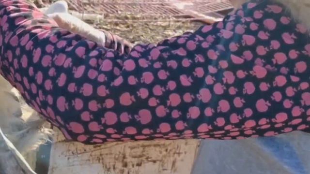 Heartless Owner Sent this Aging & Timid Pom to Meat Truck as It Lost Its Value to Guard the Farm. смотреть онлайн