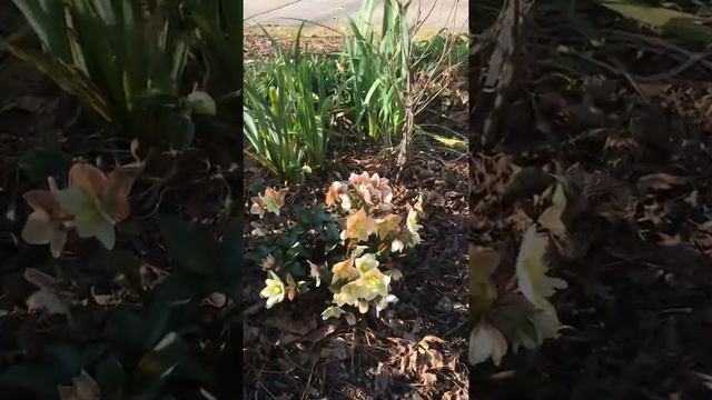 Plant Review: Lenten Rose [Helleborus hybrids] смотреть онлайн