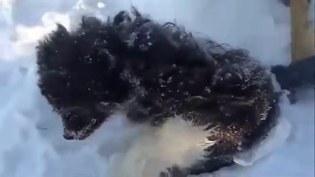 Бедная собачка замёрзла бытаясь согреться и примёрзла смотреть онлайн