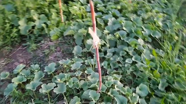 теплица, арбузы, дыни, фасоль, томаты смотреть онлайн