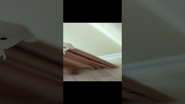 СКИБИДИ звери захватили мир 3 смотреть онлайн