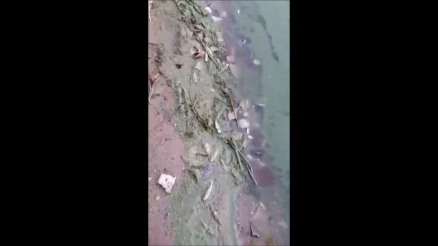Побережье Горьковского моря усыпано погибшим мальком судака смотреть онлайн