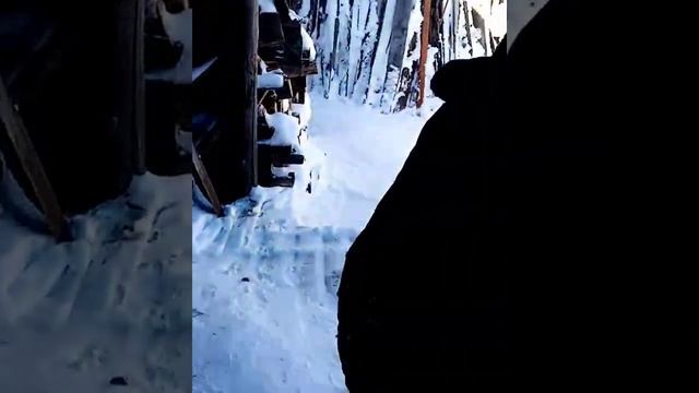 Стадо кабанов поселилось во дворе частного хозяйства смотреть онлайн