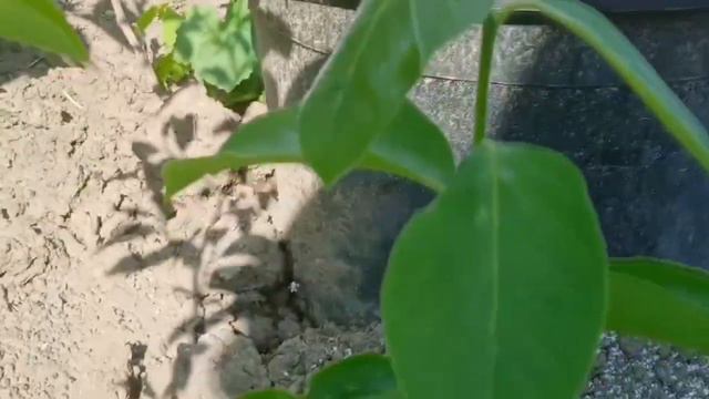 Хурма Дар Софиевки для Сергея. смотреть онлайн