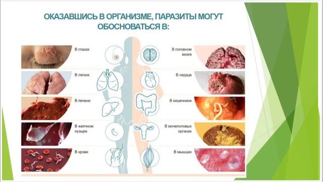 Вред непрошенных гостей:( смотреть онлайн
