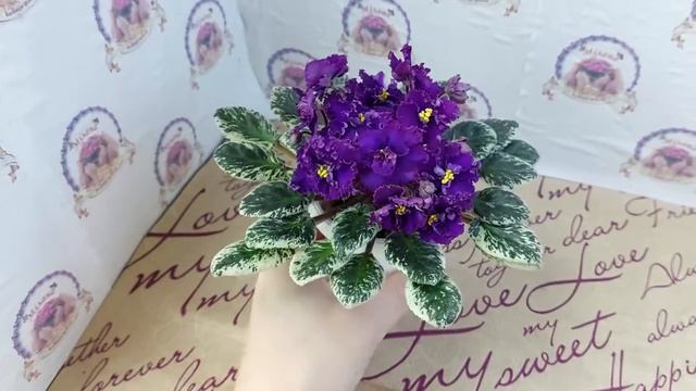 Фіалка ЛЕ-Тедди, огляд сорту смотреть онлайн