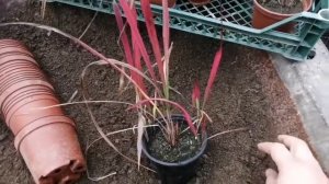 Злак "Императа цилиндрическая" размножение