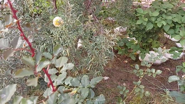 Утка Агидель, перосьемка. смотреть онлайн