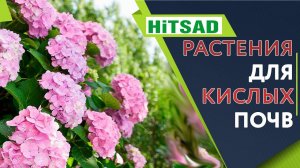 Растения которые ОЧЕНЬ Любят Кислые Почвы  Цветы для кислой почвы  Советы От Хитсад ТВ