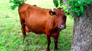 Характерные особенности скота красной горбатовской породы:Часть 1