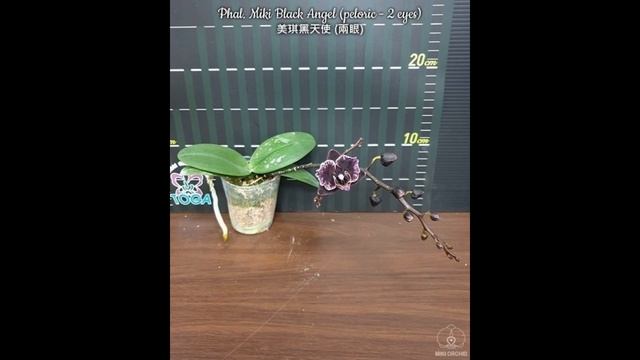 ? ПРОДАЖА ОРХИДЕЙ. Редкие орхидеи БАБОЧКИ -предзаказ на весну 2022г. Орхидеи почтой. Купить орхидею смотреть онлайн