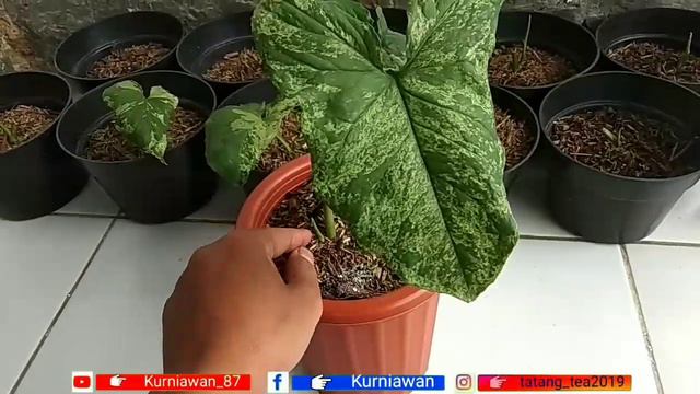 Part II. JANGAN PANIK!!!! DAUN PANCING KERING,MENGUNING & LONYOT. #syngonium #syngoniummojito смотреть онлайн