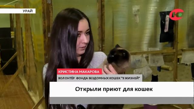 В Урае старый спортзал оборудовали под приют для кошек смотреть онлайн