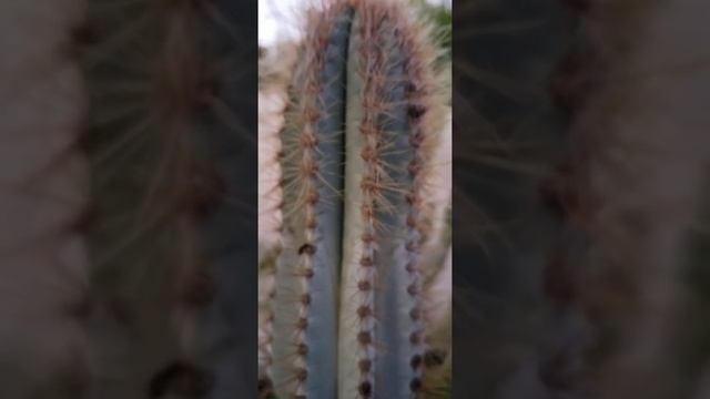 Pilosocereus Pachycladus budding смотреть онлайн