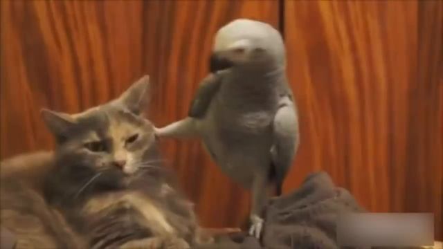 Угарные видео про животных. Очень смешно. смотреть онлайн