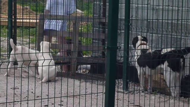 Среднеазиатская овчарка смотреть онлайн