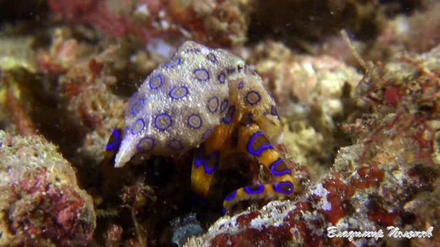 СИНЕКОЛЬЧАТЫЙ ОСМИНОГ МИНДОРО  FUL HD