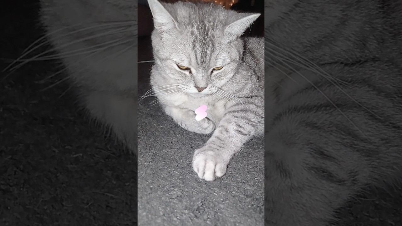 Кого ты спасешь? #shorts #подписка #коттитар #выбери #котики #лайк #подпишись #милота #кошечки смотреть онлайн