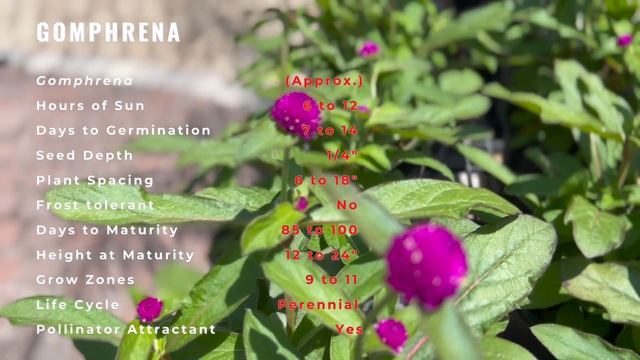 We Need to Talk About Gomphrena "Globe Amaranth" (Gomphrena globosa) смотреть онлайн