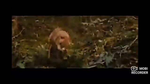 Закон стаи смотреть онлайн