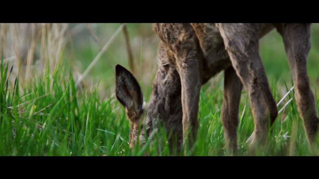 Discover Matsalu National Park in Estonia смотреть онлайн