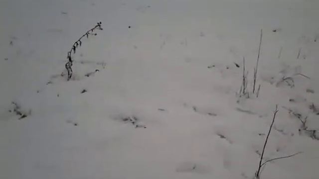 Как спрятаться в снегу смотреть онлайн