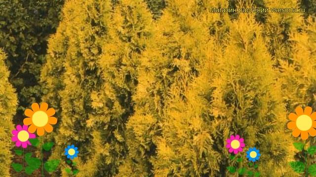 Туя западная Европа Голд. Краткий обзор, описание характеристик thuja occidentalis Europa Gold смотреть онлайн