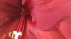 ?Как ухаживать за Амариллисом,чтобы добиться пышного цветения?☝️