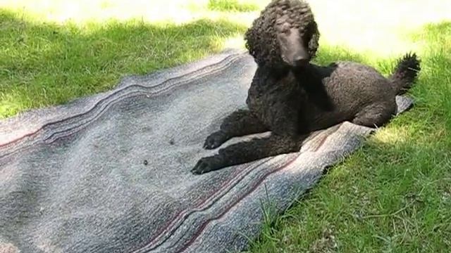 Смешная игра с жучком. Большой Королевский пудель. смотреть онлайн