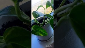 Сциндапсус уход в домашних условиях ??